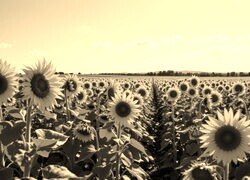 Szary + Sepia