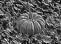Skamielina