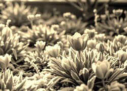 Szary + Sepia