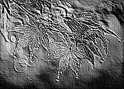 Skamielina
