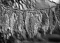 Skamielina