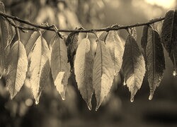 Szary + Sepia