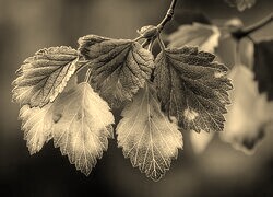 Szary + Sepia