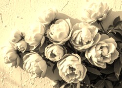 Szary + Sepia