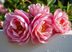 Oryginalny obrazek