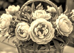 Szary + Sepia