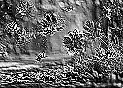 Skamielina