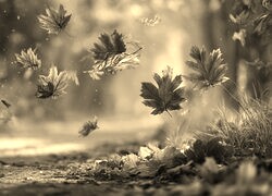 Szary + Sepia