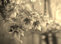 Szary + Sepia