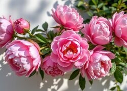 Oryginalny obrazek