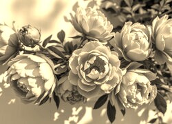 Szary + Sepia