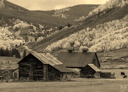 Szary + Sepia