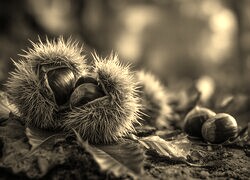 Szary + Sepia