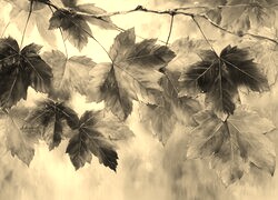 Szary + Sepia