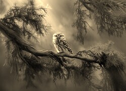 Szary + Sepia