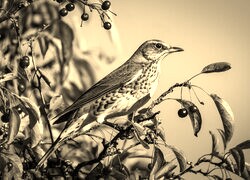 Szary + Sepia