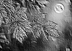 Skamielina