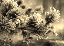 Szary + Sepia