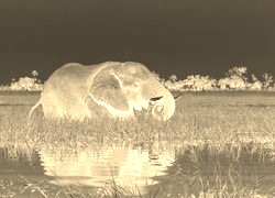 Sepia + Negatyw