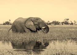 Sepia