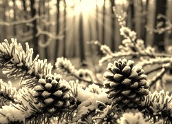 Sepia