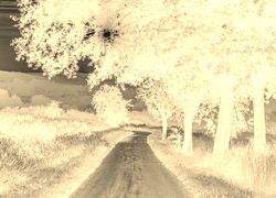 Sepia + Negatyw