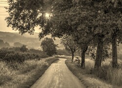 Szary + Sepia