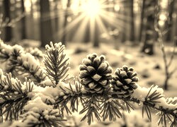 Sepia
