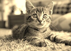 Szary + Sepia