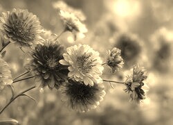 Szary + Sepia