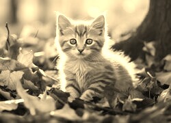 Szary + Sepia