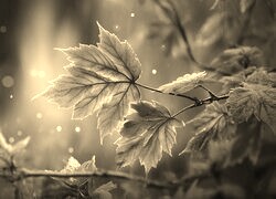 Szary + Sepia