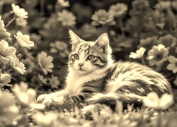Szary + Sepia