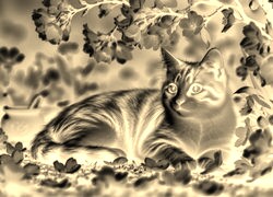 Sepia + Negatyw