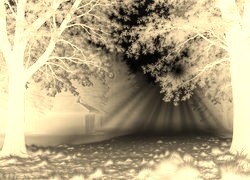 Sepia + Negatyw