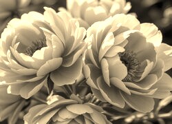 Szary + Sepia