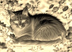 Sepia + Negatyw