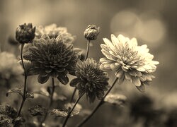 Szary + Sepia