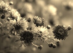 Szary + Sepia