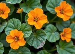 Oryginalny obrazek