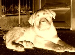 Sepia + Negatyw
