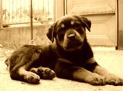 Sepia