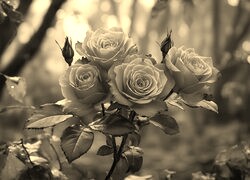 Szary + Sepia