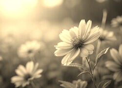 Szary + Sepia
