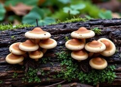 Oryginalny obrazek