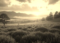 Sepia