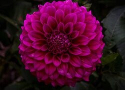 Oryginalny obrazek