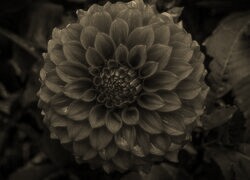 Sepia