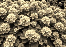 Szary + Sepia