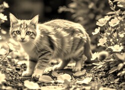 Szary + Sepia